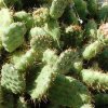 Opuntia_albicaetacens_v